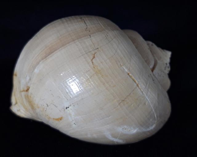 Ampullina perusta (DEFRANCE in BRONGNIART 1823) - Bild &copy; FossNet FossilienStore
